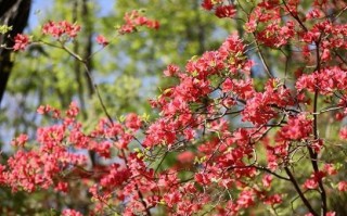 赏花正当时 宝天曼第二届杜鹃花文化旅游季盛大启幕