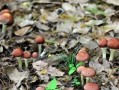 “致富林”“黄金果”“生力菌” ……特色产业赋能乡村振兴 鼓足村民“钱袋子”