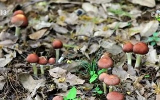 “致富林”“黄金果”“生力菌” ……特色产业赋能乡村振兴 鼓足村民“钱袋子”