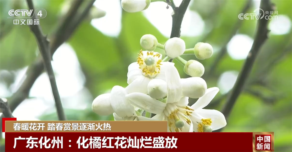 春暖花开时踏春赏景逐渐火热 以花为“媒”促“春日经济”盛放-第3张图片-芙蓉之城