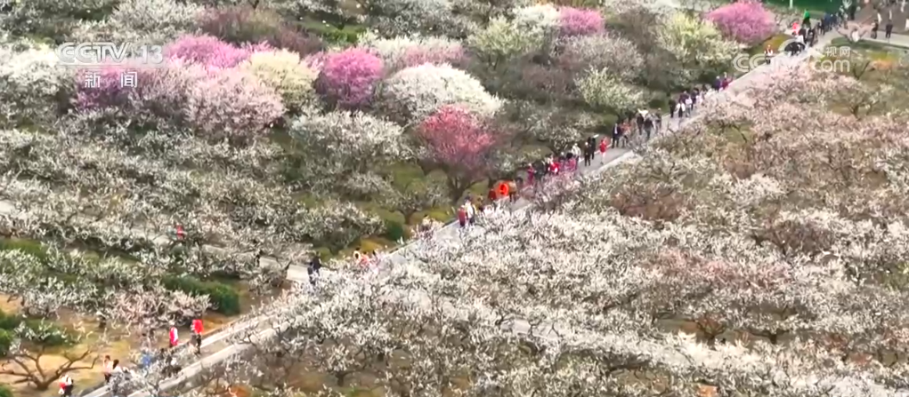 “赏花热”掀起旅游热潮 “春花经济”为城乡消费注入新动能-第3张图片-芙蓉之城