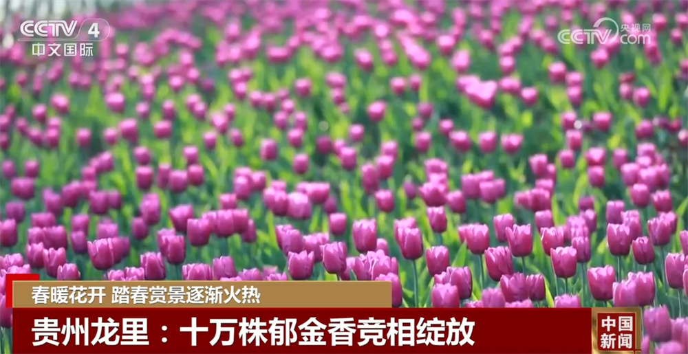 春暖花开时踏春赏景逐渐火热 以花为“媒”促“春日经济”盛放-第5张图片-芙蓉之城