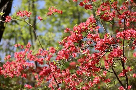 赏花正当时 宝天曼第二届杜鹃花文化旅游季盛大启幕-第1张图片-芙蓉之城
