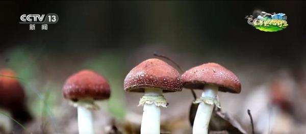 “致富林”“黄金果”“生力菌” ……特色产业赋能乡村振兴 鼓足村民“钱袋子”-第2张图片-芙蓉之城