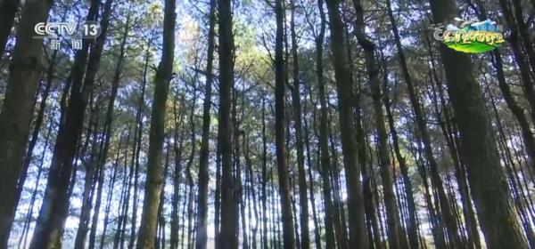 “致富林”“黄金果”“生力菌” ……特色产业赋能乡村振兴 鼓足村民“钱袋子”-第8张图片-芙蓉之城