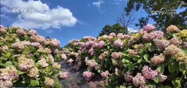 鲜花颜值变为经济产值 “农文旅+智慧农业”奏响乡村振兴“奋进曲”-第2张图片-芙蓉之城